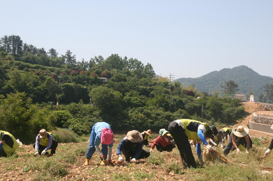 남해연구소 사회공헌활동 양파수확지원_1_image1